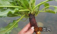 菠菜的根能吃吗 菠菜的根能不能吃