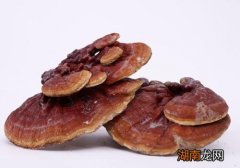 吃灵芝有什么好处 哪些人适合吃灵芝