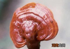 灵芝苦的好还是不苦的好 灵芝为什么有的苦有的不苦