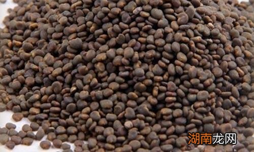 千金子的功效与作用