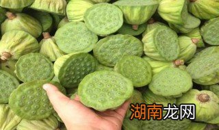 鲜莲子怎么吃才正确 鲜莲子怎么吃