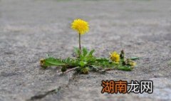 蒲公英的吃法新鲜蒲公英的吃法 蒲公英吃法