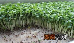 绿豆苗怎么做好吃 绿豆苗怎么做好吃视频