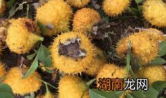 刺梨泡酒的制作方法和步骤 刺梨泡酒的制作方法和步骤图片