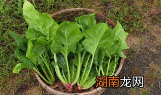 菠菜炒鸡蛋 菠菜炒鸡蛋的做法