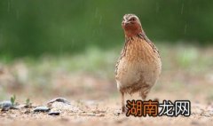 鹌鹑最简单的方法 鹌鹑怎么弄