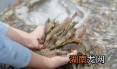 水煮青虾的做法介绍视频 水煮青虾的做法介绍