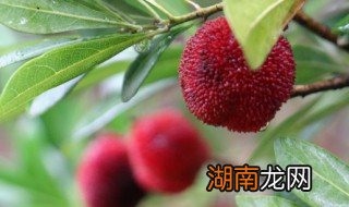 杨梅酒的做法是怎样的 杨梅酒怎样做?