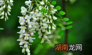 洋槐花做茶叶需要怎么做 洋槐花制茶