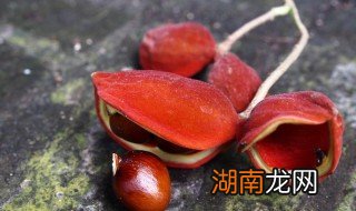 分清楚真假凤眼果 分清楚真假凤眼果的方法