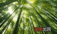 关于廉洁的十句名言 关于廉洁的十句名言短句