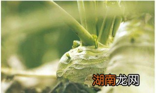 大头菜叫啥 大头菜介绍
