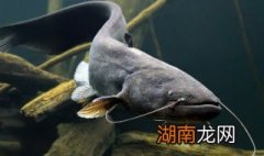 鲶鱼汤的做法 鲶鱼汤的做法下奶