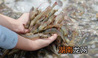 虾放粥里煮几分钟熟 虾仁放粥里多久能熟