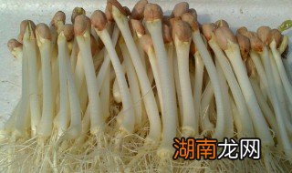 花生芽怎么发 花生芽怎么发芽