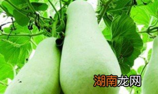 葫芦怎么做好吃又简单 葫芦怎么做好吃