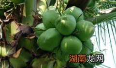 海南青椰子怎么打开 青椰子怎么打开