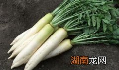 白萝卜怎么炒才好吃 白萝卜怎么炒才好吃视频