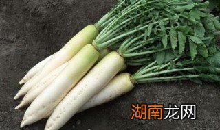 白萝卜怎么炒才好吃 白萝卜怎么炒才好吃视频