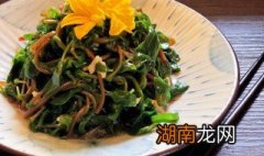 马齿菜怎么吃 马齿菜怎么吃法