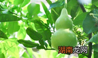 葫芦瓜怎么做好吃又简单 葫芦瓜怎么做好吃