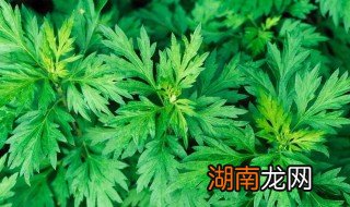 艾草蛋黄青团的做法 艾草蛋黄青团的做法和功效
