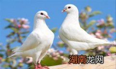 男性吃鸽子肉的营养价值及功效 鸽子肉的营养价值及功效