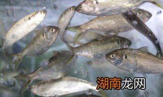 鲈鱼的营养价值及功效禁忌 鲈鱼的营养价值及功效