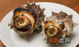 熟海螺的保存方法 熟海螺的保存方法有哪些