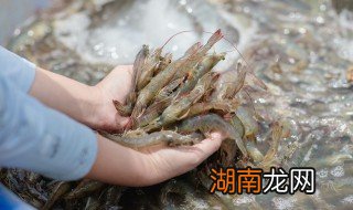 油焖大虾做法家常做法简单窍门 油焖大虾做法家常做法简单
