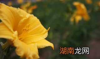 忘忧草看似名字很文艺但它实际上就是 忘忧草是什么