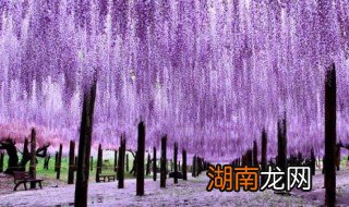 紫藤花可以吃吗 紫藤花可以吃吗?