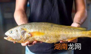 怎样做黄花鱼好吃 大黄花鱼怎么做最好吃最简单
