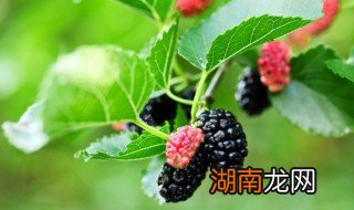 桑葚干的制作方法视频 桑葚干的制作方法