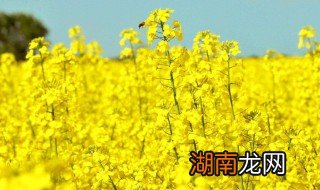 炒油菜花的家常做法 炒油菜花的家常做法窍门