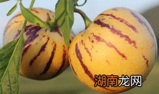 云南人参果难吃吗为什么 云南人参果难吃吗