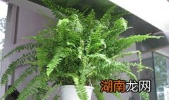 肾蕨的养殖方法有哪些 肾蕨的养殖方法