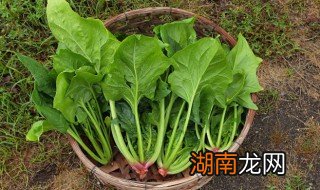 菠菜牛肉碎的家常做法 菠菜 牛肉