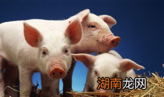 猪腰炖杜仲怎么做 猪腰炖杜仲做法