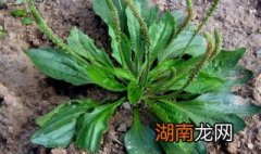 新鲜车前草如何处理才能食用 新鲜的车前草怎么用