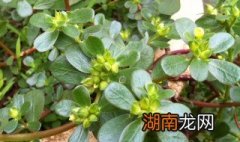 马齿笕怎么做菜 马齿笕怎么做好吃着