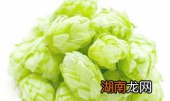 啤酒花是什么 啤酒花是什么东西图片