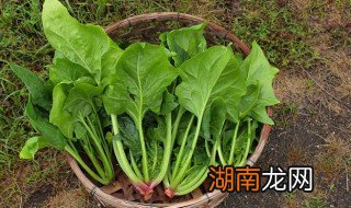 菠菜凉拌的做法大全 菠菜的做法大全家常