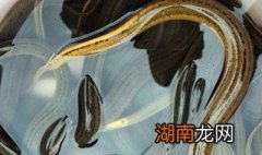 黄鳝怎么洗 黄鳝怎么洗比较干净