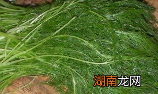茴香苗怎么吃最好 茴香苗怎么吃