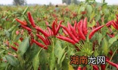 小米辣是不是就是朝天椒 小米辣辣还是朝天椒辣