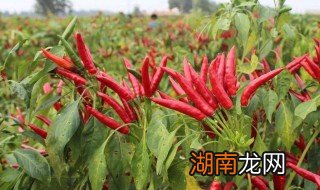 小米辣是不是就是朝天椒 小米辣辣还是朝天椒辣