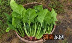 芥末菠菜的做法凉拌 芥末菠菜的做法凉拌窍门