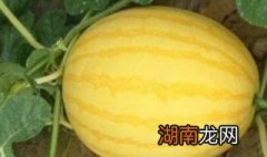 西瓜有黄皮的吗 西瓜有黄皮的吗还能吃吗