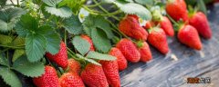 吃草莓皮肤会变好吗 吃草莓皮肤会变好吗知乎